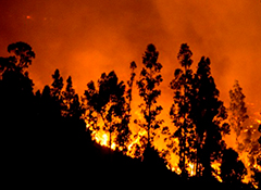 incendios-forestales-chile
